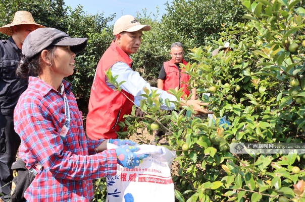 环江科技特派员支招 油茶果变“致富果”